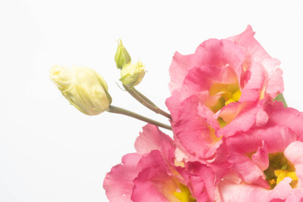 白い背景に隔離された濃いピンクのユースタスのクローズアップ。花の背景とコピースペース。マクロ - 写真・画像