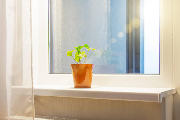 Plante d'intérieur solitaire sur un rebord de fenêtre dans un appartement - Photo, image