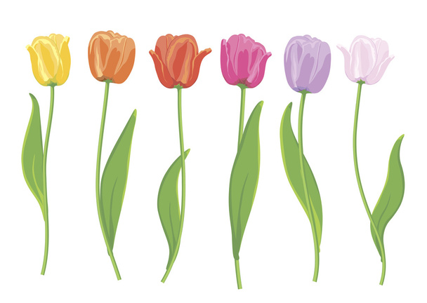 Color tulips. - Vector, Image