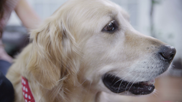 αξιαγάπητοι οικογενειακό σκυλί σε κοντινό πλάνο - Πλάνα, βίντεο