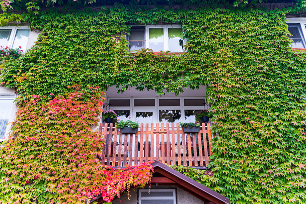 Ściana domu porośnięta liśćmi winogron jesienią - Zdjęcie, obraz