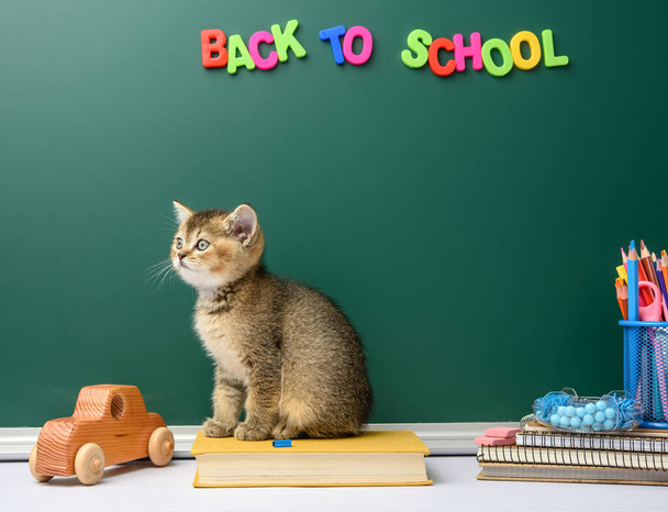 lindo gatito escocés de oro chinchilla recta sentado, fondo de pizarra verde y papelería, de vuelta a la escuela - Foto, imagen
