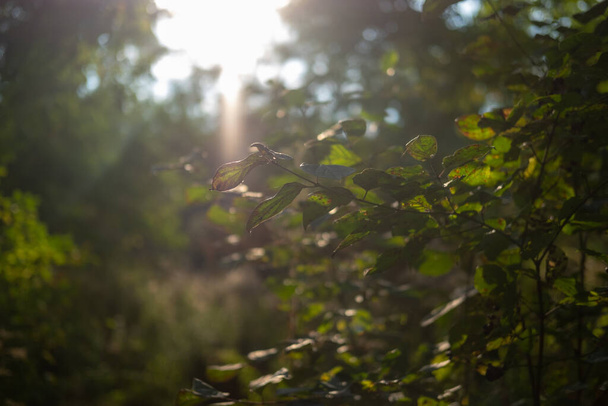 Summer green foliage and sun rays. Close up - Photo, Image