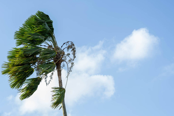 Palmeras son sopladas por el fuerte viento durante la tormenta o el huracán - Foto, imagen