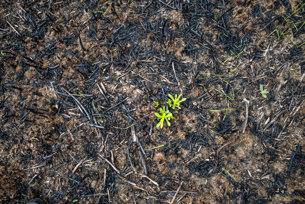 Νέοι πράσινοι βλαστοί φυτρώνουν σε καμένη γη μετά από φωτιά. - Φωτογραφία, εικόνα