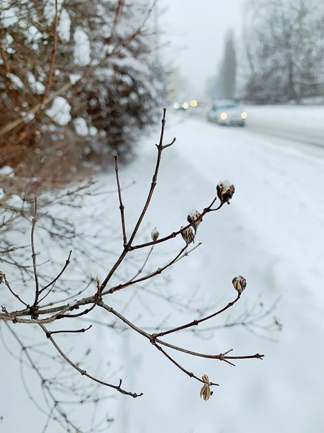 twig, a plant in the winter against snow background, winter road with cars, snow - Photo, Image