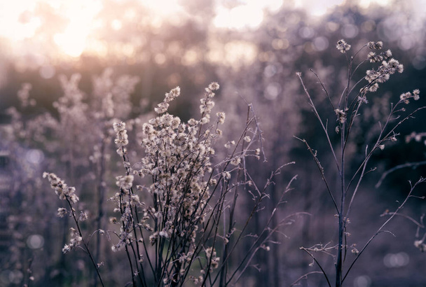 Bloemen wild gras velden met zonlicht schijnt in de avond, Oude stengels van de herfst gras met wazige bokeh achtergrond in de avond op zonsondergang met vintage Toon. - Foto, afbeelding