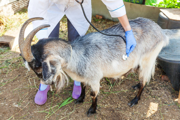 Young veterinarian woman with stethoscope holding and examining goat on ranch background. Young goat with vet hands for check up in natural eco farm. Animal care and ecological farming concept - Photo, Image
