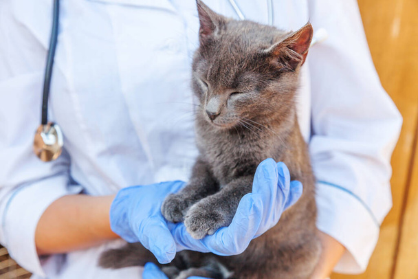 Veterinář se stetoskopem drží a vyšetřuje šedé kotě. Detailní záběr mladé kočky, jak ji kontroluje veterinář. Koncepce péče o zvířata a ošetření zvířat - Fotografie, Obrázek
