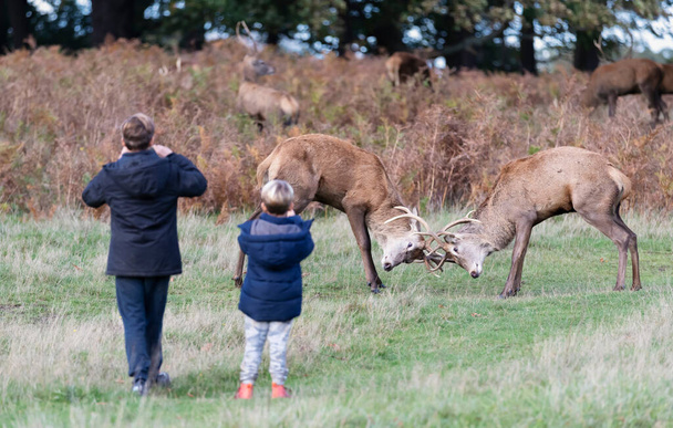 Deux jeunes enfants prenant des photos de cerfs rouges dans un parc, Londres, Royaume-Uni. - Photo, image