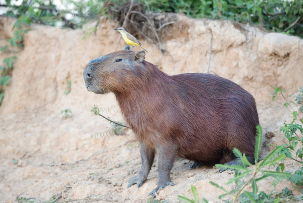 Großaufnahme eines Capybara mit einem Vogel Rindertyrann auf einem Kopf, Süd-Pantanal, Brasilien. - Foto, Bild