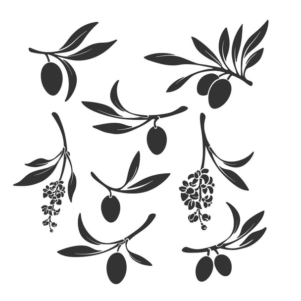 Oliivin oksa asetettu. Vektori musta siluetti hedelmiä valkoisella taustalla. Luonnon muoto eristetty. Kokoelma orgaaninen symboli, tulosta. Espanja, Italian maatilan sato - Vektori, kuva