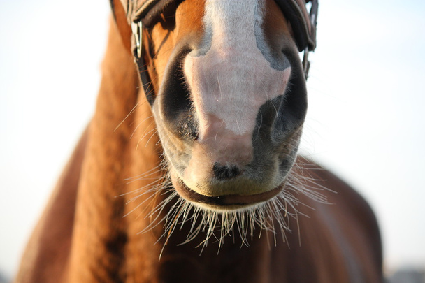 Close up de nariz de cavalo castanho
 - Foto, Imagem