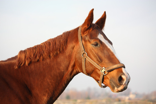 農村地域で茶色の馬の肖像画 - 写真・画像