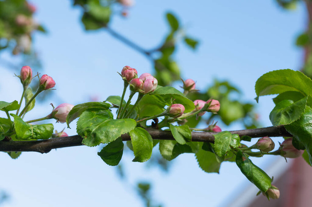 bloeiende roze appelbloemen, close up. - Foto, afbeelding