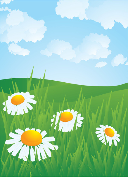 Daisyes in meadow. - Vector, Image