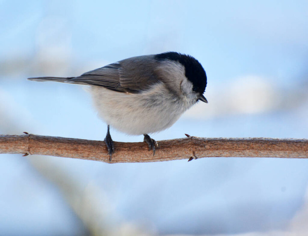 In the wild on a branch sits a bird Poecile palustris, Parus palustris  - Photo, Image