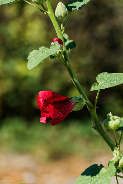 Fényes vörös hollyhoki virág (Alcea rosea)) - Fotó, kép