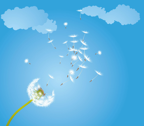 Dandelion glowing by the wind. - Vector, Image