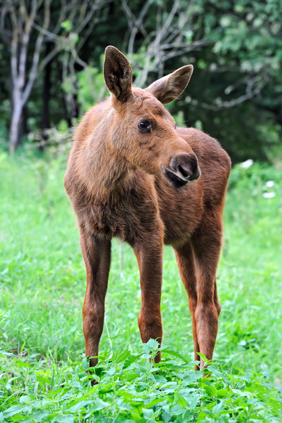 Moose - Photo, Image
