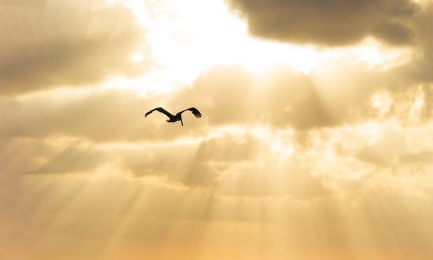 Egy madár sziluett repül az arany színű égbolton, napsugarakkal lefelé. - Fotó, kép