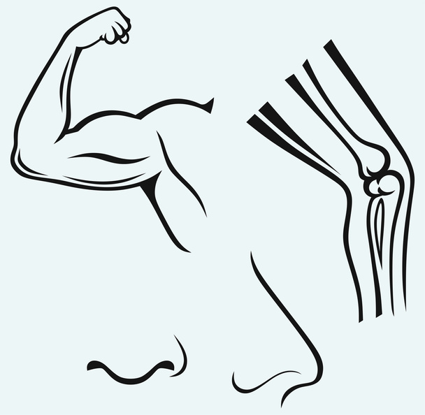 Partes do corpo humano. Mão, pé, nariz
 - Vetor, Imagem