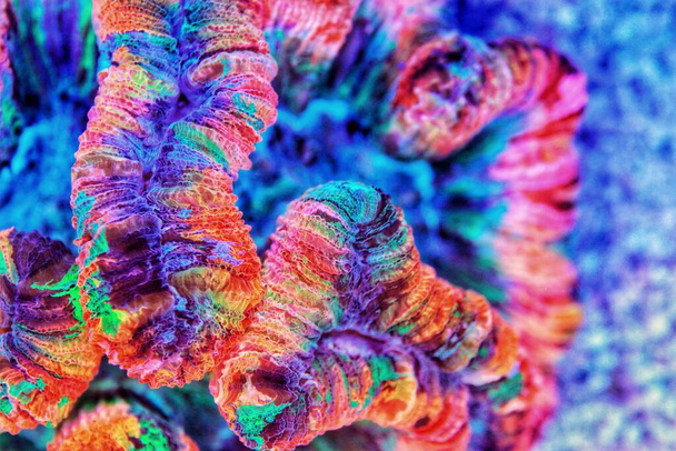 Colorazione arcobaleno cervello aperto LPS corallo - Wellsophyllia radiata - Foto, immagini