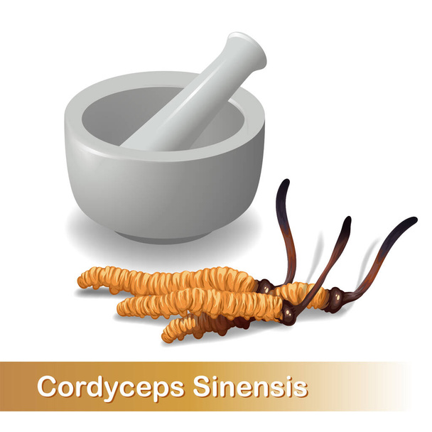 Cordyceps Sinensis. Ervas tradicionais chinesas, É um cogumelo que usando para a medicina e comida famosa na Ásia. ilustração vetorial - Vetor, Imagem