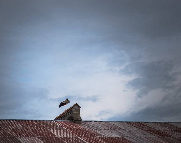 Αγροτικό τοπίο με σκουριασμένη οροφή παλιού σπιτιού όπου κάθεται ένας λευκός πελαργός. Ciconia ciconia. Ηλιόλουστη μέρα - Φωτογραφία, εικόνα