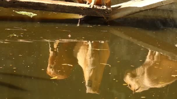 Sombra del grupo capibara en estanque, al aire libre Chiangmai Tailandia - Metraje, vídeo