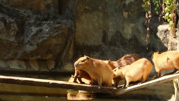Grupo Capybara en el puente en Chiangmai Tailandia - Metraje, vídeo