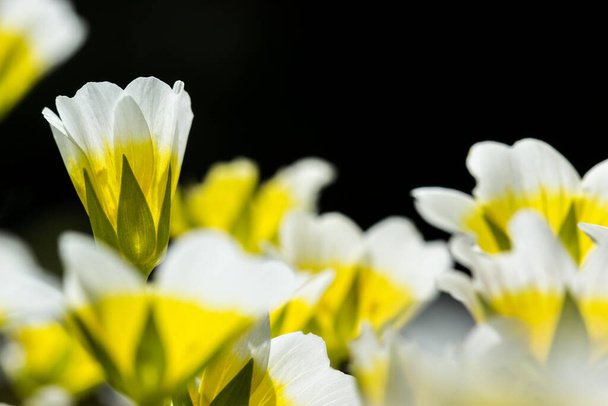 Ярко-желтые и белые полевые цветы, известные как луговая пена Дугласа (Limnantes douglasii), или вареные баклажаны. Крупный план на черном фоне со светом, проникающим сквозь лепестки. - Фото, изображение