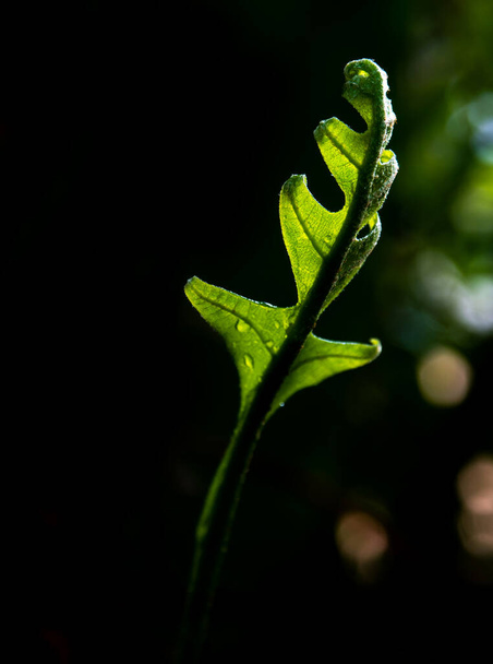 Close-up Frescura hojas verdes de helecho de hoja de roble sobre fondo natural - Foto, imagen
