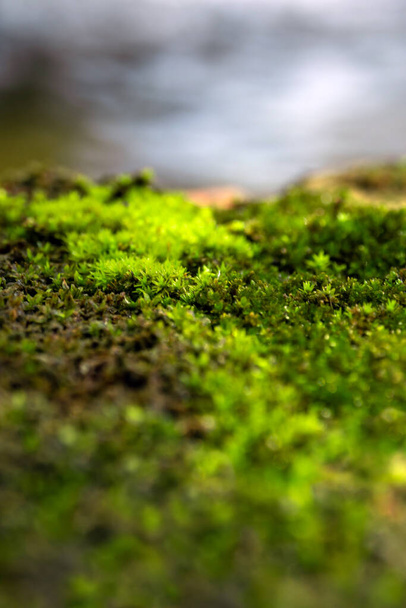 Primo piano di freschezza muschio verde crescente coperto su pavimento in pietra umida Accanto alla fonte d'acqua, fuoco selettivo - Foto, immagini