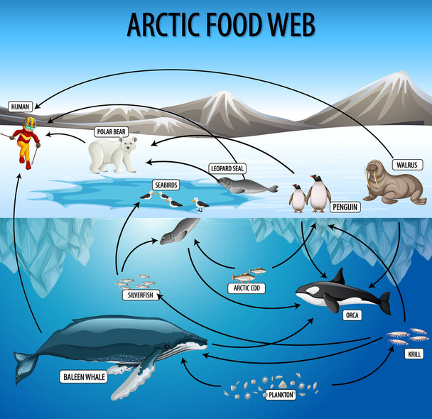 Oktatási plakát biológia élelmiszer hálók diagram illusztráció - Vektor, kép
