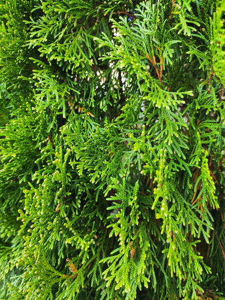 красивые ветви зеленой туи крупным планом - Фото, изображение