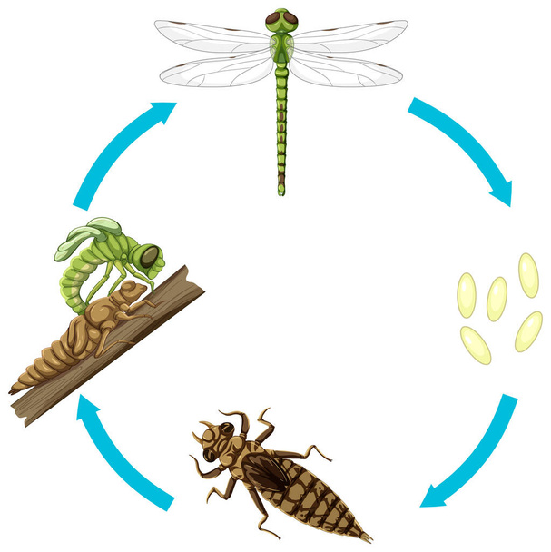 Levenscyclus van de draak vliegen op witte achtergrond illustratie - Vector, afbeelding