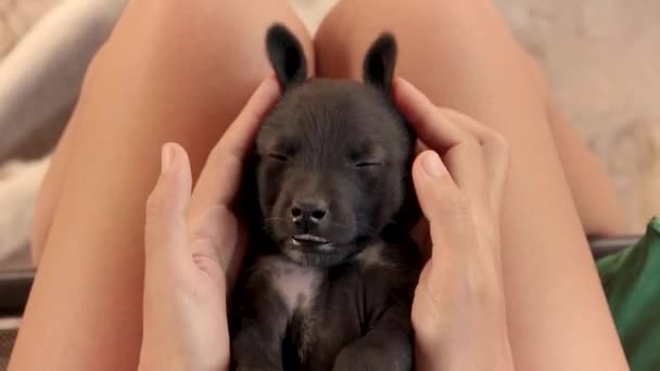 Egy álmos fekete kiskutyával játszani, és húsvéti nyuszinak beállítani. - Felvétel, videó