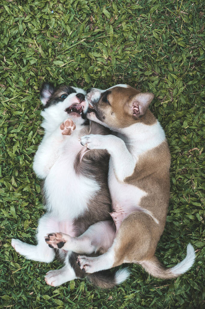 芝生や公園の芝生の上で遊んでいる2匹の子犬のトップビュー。1ヶ月前の子犬. - 写真・画像
