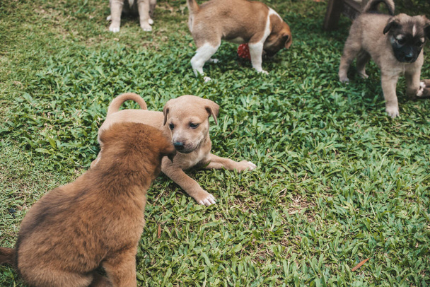 Здоровые и озорные щенки играют друг с другом на траве газона или парка. Месячные щенки. - Фото, изображение