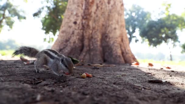 lähikuva Intian palmu orava syö maapähkinöitä maasta. - Materiaali, video