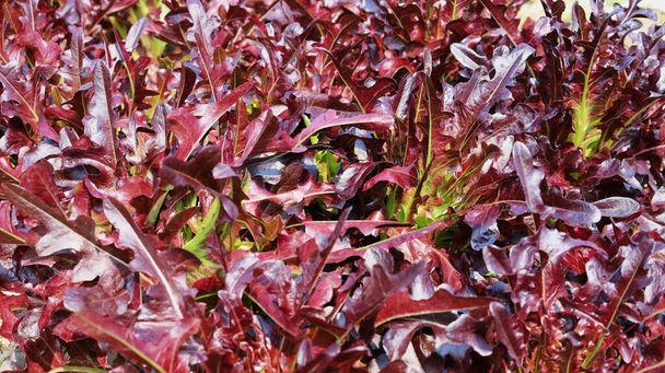 Vörös tölgy saláta háttér. A különböző lila levél saláta közepén a világoszöld élénk napfény természetes háttér másolási terület. Összpontosíts és válaszd ki a témát - Fotó, kép