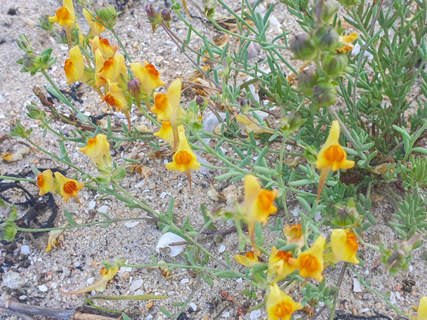 Toad亜麻または黄色の橋の植物, Linaria arenaria,アルーサ島の海岸砂丘や砂の上に成長,ガリシア,スペイン - 写真・画像