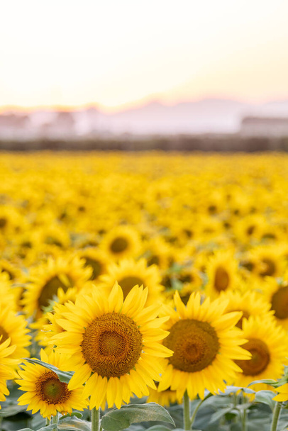 sunset on sunflower field with foreground focus and background out of focus - Photo, Image