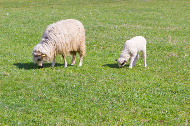 alan üzerinde beyaz koyun ve kuzu - Fotoğraf, Görsel