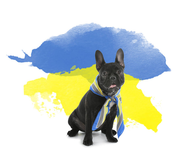 Carino cane patriottico con sciarpa blu e gialla su sfondo bianco - Foto, immagini