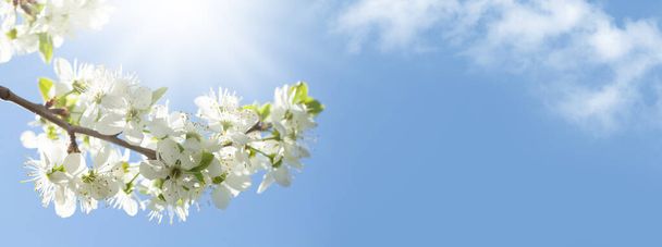 Сонячний фон з весняним цвітінням вишні та блакитним небом. Квітковий фон з пробілом для копіювання
 - Фото, зображення
