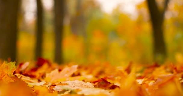 Jesienny krajobraz drzew, pora jesienna. Spadające liście naturalne tło. - Materiał filmowy, wideo
