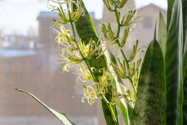 indoor plant sansevieria bloeit close-up - Foto, afbeelding