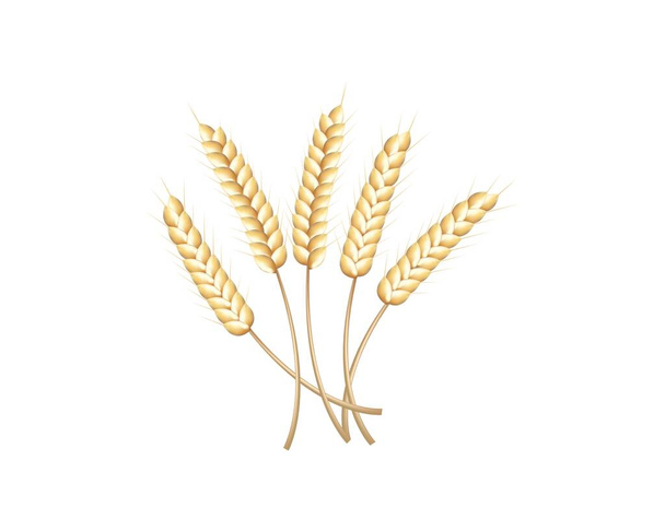 Isolated wheat on the white background. - Vector, Image